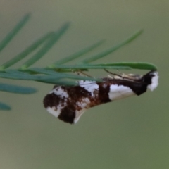 Monopis icterogastra (Wool Moth) at Red Hill Nature Reserve - 14 May 2023 by LisaH