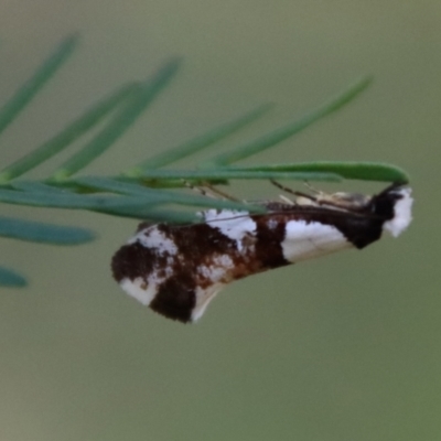 Monopis icterogastra (Wool Moth) at Red Hill Nature Reserve - 14 May 2023 by LisaH
