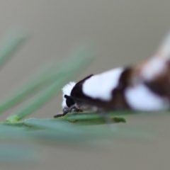 Monopis icterogastra at Deakin, ACT - 14 May 2023 02:17 PM