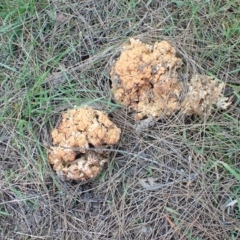 Ramaria capitata var. capitata (Pale cauliflower coral) at Murrumbateman, NSW - 14 May 2023 by SimoneC