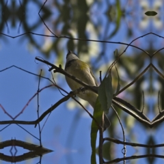 Pachycephala pectoralis (Golden Whistler) at Higgins, ACT - 14 May 2023 by Trevor