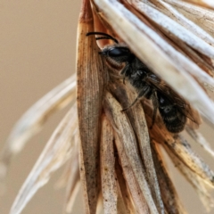 Lasioglossum (Chilalictus) lanarium (Halictid bee) at Higgins, ACT - 14 May 2023 by Untidy