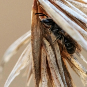 Lasioglossum (Chilalictus) lanarium at Higgins, ACT - 14 May 2023