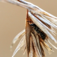 Lasioglossum (Chilalictus) lanarium at Higgins, ACT - 14 May 2023