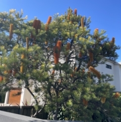 Banksia spinulosa (Hairpin Banksia) at Mollymook Beach, NSW - 14 May 2023 by mbmiyagi