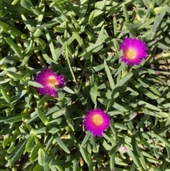 Carpobrotus glaucescens (Pigface) at Bawley Point, NSW - 22 Apr 2023 by mbmiyagi