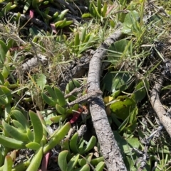 Amphibolurus muricatus (Jacky Lizard) at Bawley Point, NSW - 22 Apr 2023 by mbmiyagi