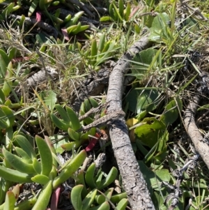 Amphibolurus muricatus at Bawley Point, NSW - 22 Apr 2023