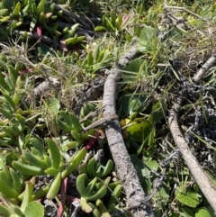 Amphibolurus muricatus at Bawley Point, NSW - 22 Apr 2023