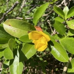 Hibbertia scandens (Climbing Guinea Flower) at Bawley Point, NSW - 22 Apr 2023 by mbmiyagi