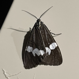 Nyctemera amicus at Surf Beach, NSW - 14 May 2023