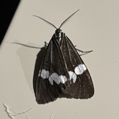 Nyctemera amicus (Senecio Moth, Magpie Moth, Cineraria Moth) at Surf Beach, NSW - 14 May 2023 by Hejor1