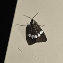 Nyctemera amicus at Surf Beach, NSW - 14 May 2023 09:33 PM