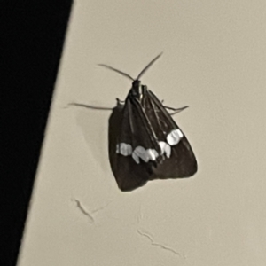 Nyctemera amicus at Surf Beach, NSW - 14 May 2023 09:33 PM