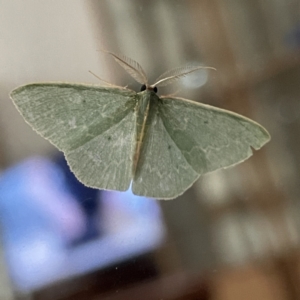 Chlorocoma (genus) at Surf Beach, NSW - 14 May 2023 09:35 PM