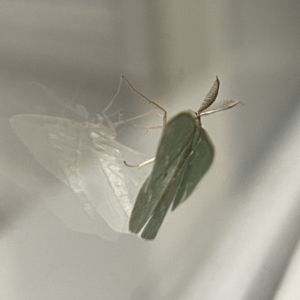 Chlorocoma (genus) at Surf Beach, NSW - 14 May 2023 09:35 PM