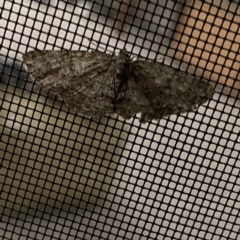Unidentified Geometer moth (Geometridae) at Surf Beach, NSW - 14 May 2023 by Hejor1