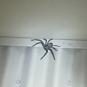 Sparassidae (family) at Surf Beach, NSW - 14 May 2023 09:39 PM