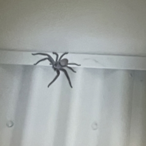 Sparassidae (family) at Surf Beach, NSW - 14 May 2023 09:39 PM