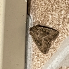 Unidentified Noctuoid moth (except Arctiinae) at Surf Beach, NSW - 14 May 2023 by Hejor1