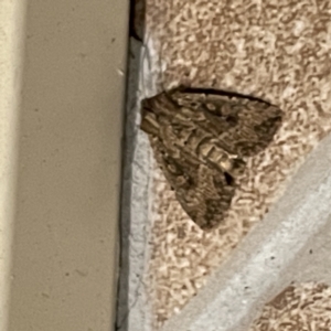 Dasygaster padockina at Surf Beach, NSW - 14 May 2023