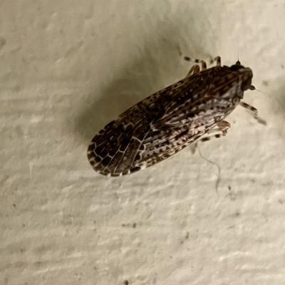 Unidentified Leafhopper or planthopper (Hemiptera, several families) at Surf Beach, NSW - 14 May 2023 by Hejor1