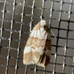 Halone sejuncta at Batemans Bay, NSW - 14 May 2023 06:25 PM