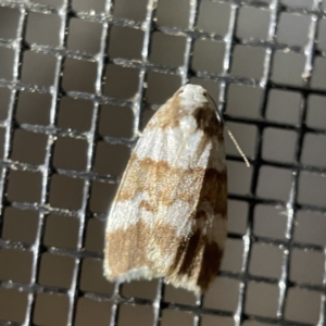 Halone sejuncta at Batemans Bay, NSW - 14 May 2023 06:25 PM