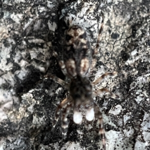 Proszynellus sp. (genus) at Braidwood, NSW - 14 May 2023