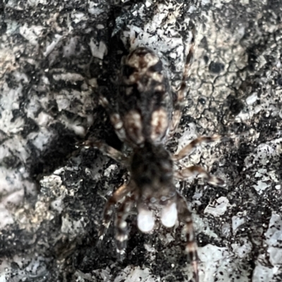 Proszynellus sp. (genus) at Braidwood, NSW - 14 May 2023 by Hejor1