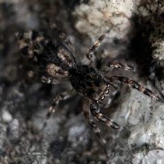 Proszynellus sp. (genus) at Braidwood, NSW - 14 May 2023