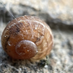Cornu aspersum (Common Garden Snail) at Braidwood, NSW - 14 May 2023 by Hejor1
