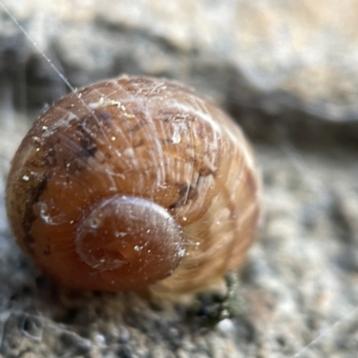 Cornu aspersum (Common Garden Snail) at QPRC LGA - 14 May 2023 by Hejor1