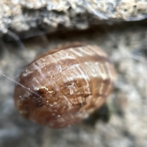 Cornu aspersum at Braidwood, NSW - 14 May 2023