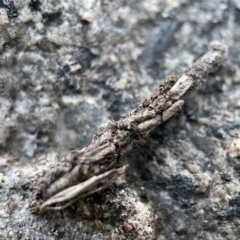 Psychidae (family) IMMATURE at Braidwood, NSW - 14 May 2023