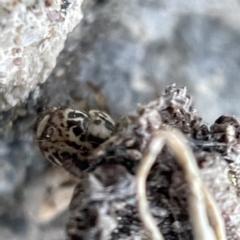 Psychidae (family) IMMATURE at Braidwood, NSW - 14 May 2023