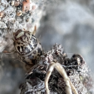 Psychidae (family) IMMATURE at Braidwood, NSW - 14 May 2023