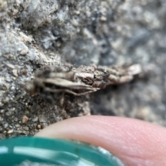 Psychidae (family) IMMATURE at Braidwood, NSW - 14 May 2023