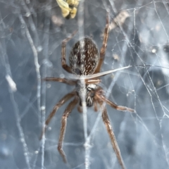 Badumna sp. (genus) (Lattice-web spider) at QPRC LGA - 14 May 2023 by Hejor1