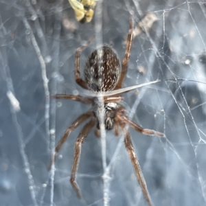 Badumna sp. (genus) at Braidwood, NSW - 14 May 2023