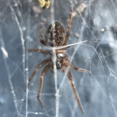 Badumna sp. (genus) at Braidwood, NSW - 14 May 2023