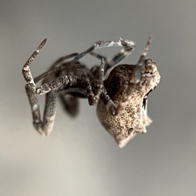 Philoponella congregabilis (Social house spider) at QPRC LGA - 14 May 2023 by Hejor1