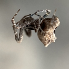 Philoponella congregabilis at Braidwood, NSW - 14 May 2023