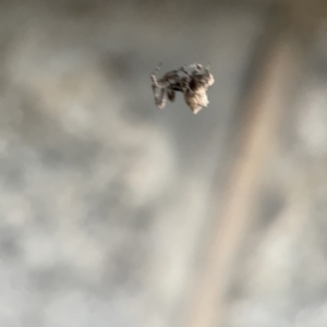 Philoponella congregabilis at Braidwood, NSW - 14 May 2023