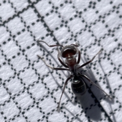 Iridomyrmex sp. (genus) (Ant) at Casey, ACT - 14 May 2023 by Hejor1