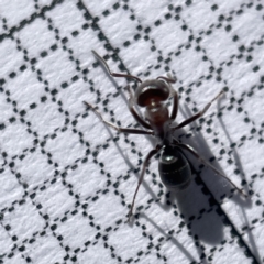 Iridomyrmex sp. (genus) at Casey, ACT - 14 May 2023 02:00 PM