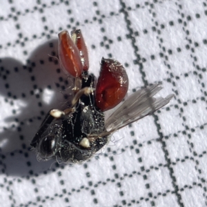 Chalcididae (family) at Casey, ACT - 14 May 2023