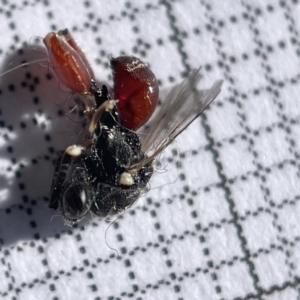 Chalcididae (family) at Casey, ACT - 14 May 2023 01:58 PM