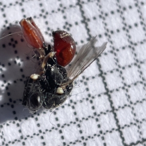 Chalcididae (family) at Casey, ACT - 14 May 2023 01:58 PM