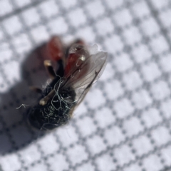 Chalcididae (family) at Casey, ACT - 14 May 2023